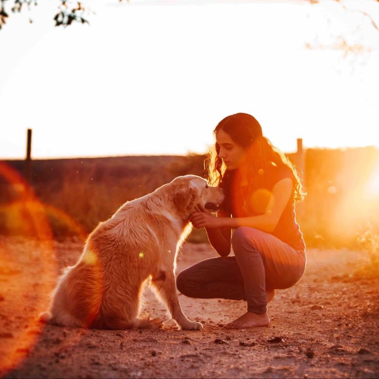 The Connection Journey, Online Retreat für HundehalterInnen, Online Kurs Hundetraining