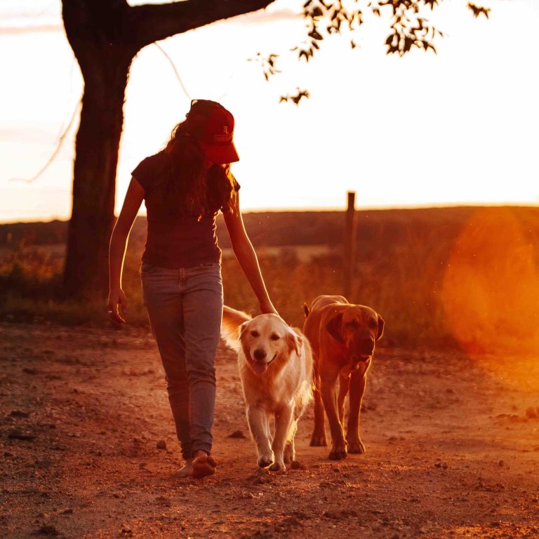 The Connection Journey, Online Retreat für Hundehalterinnen, online Hundetraining